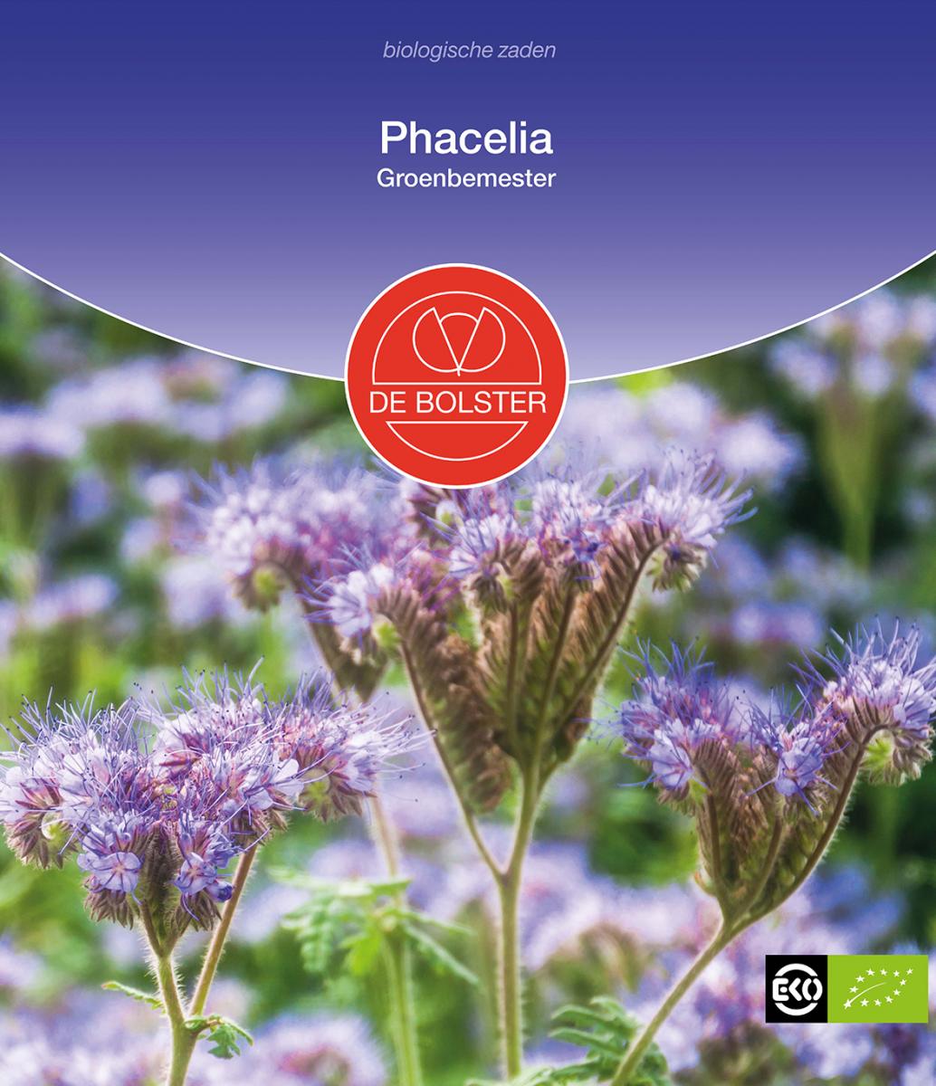 Phacelia - Groenbemester – Phacelia tanacetifolia