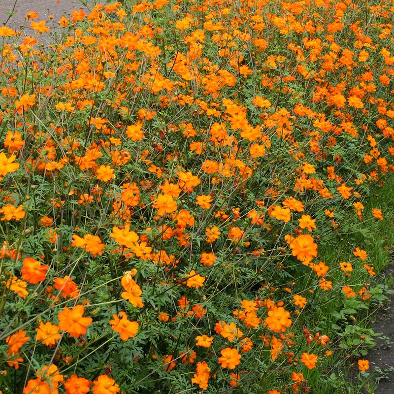 Transparant emulsie generatie Cosmea, oranje | De Bolster biologische zaden