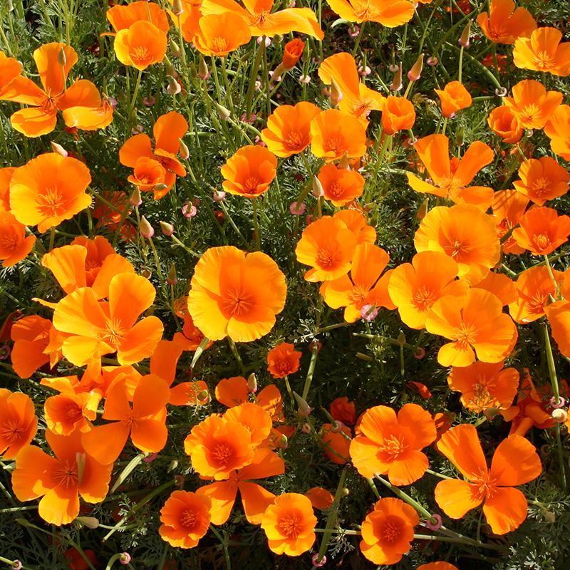 Slaapmutsje, oranje – Eschscholzia californica