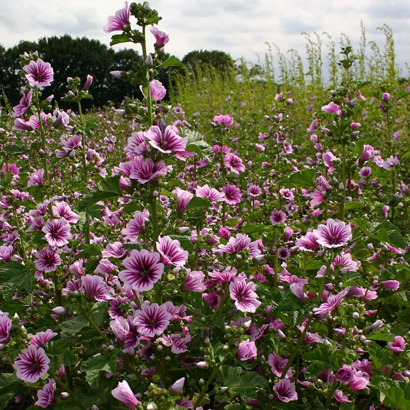 Groot kaasjeskruid – Malva sylvestris