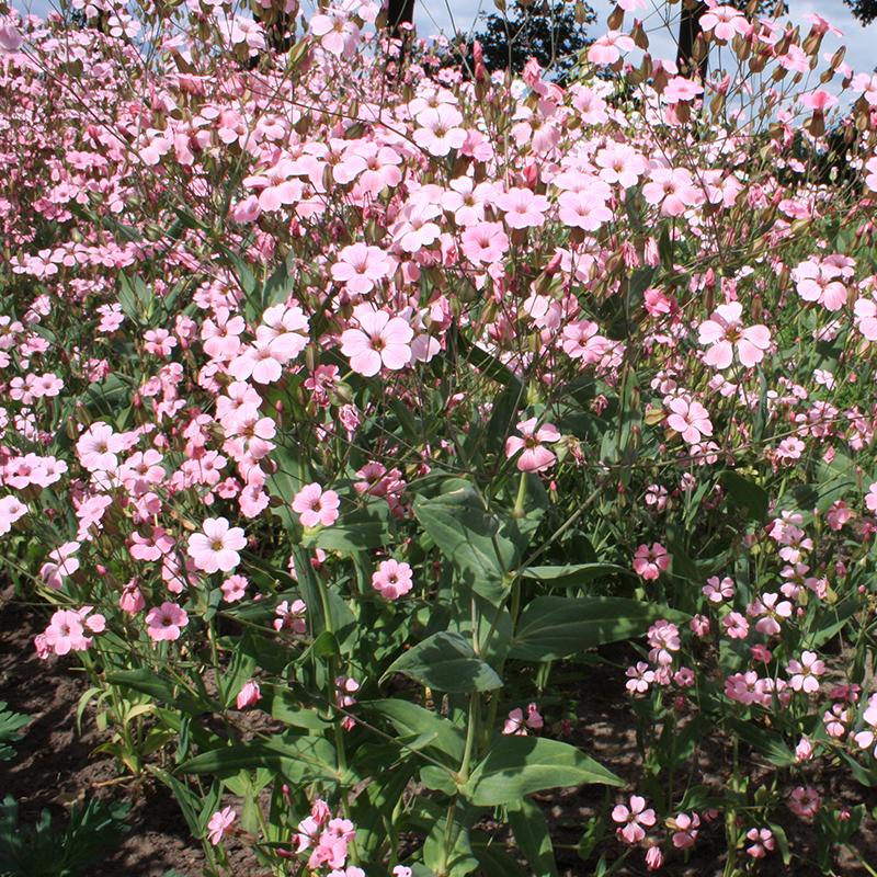 Koekruid, roze – Vaccaria hispanica