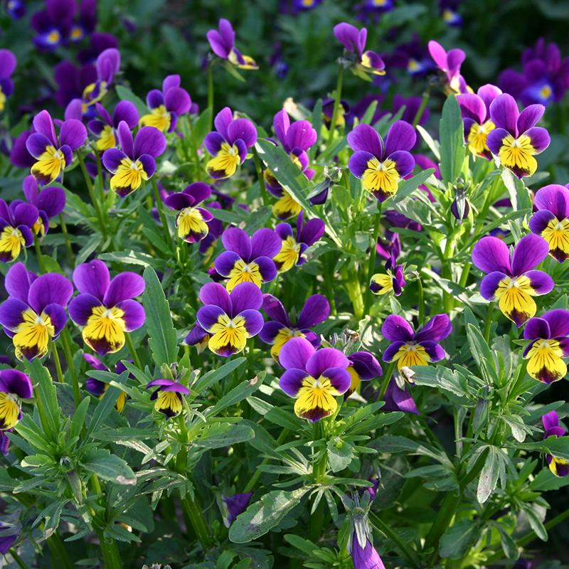 Driekleurig viooltje – Viola tricolor