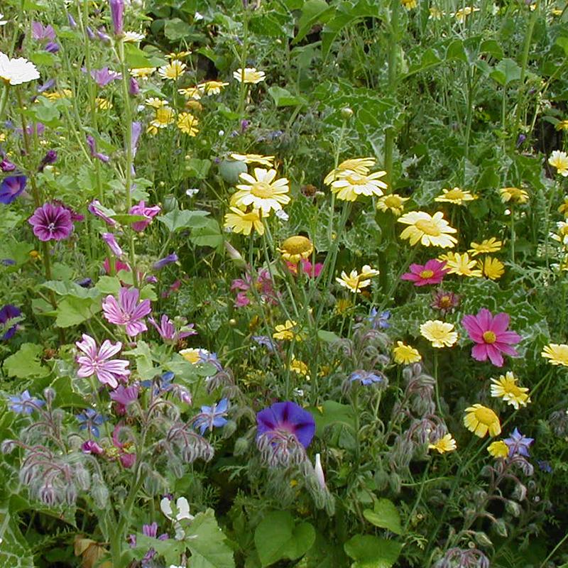 Bloemenmengsel, hoog