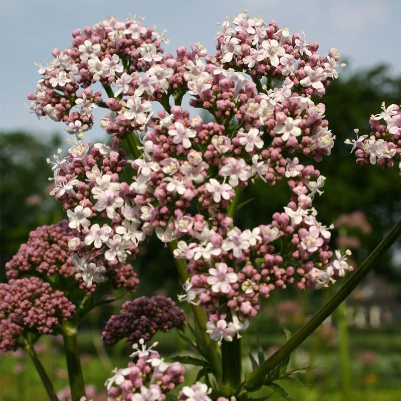 Valeriaan De Bolster Biologische Zaden