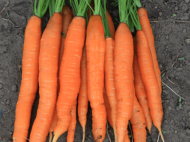 Zomerwortel Amsterdamse Bak 2  Daucus carota sativus