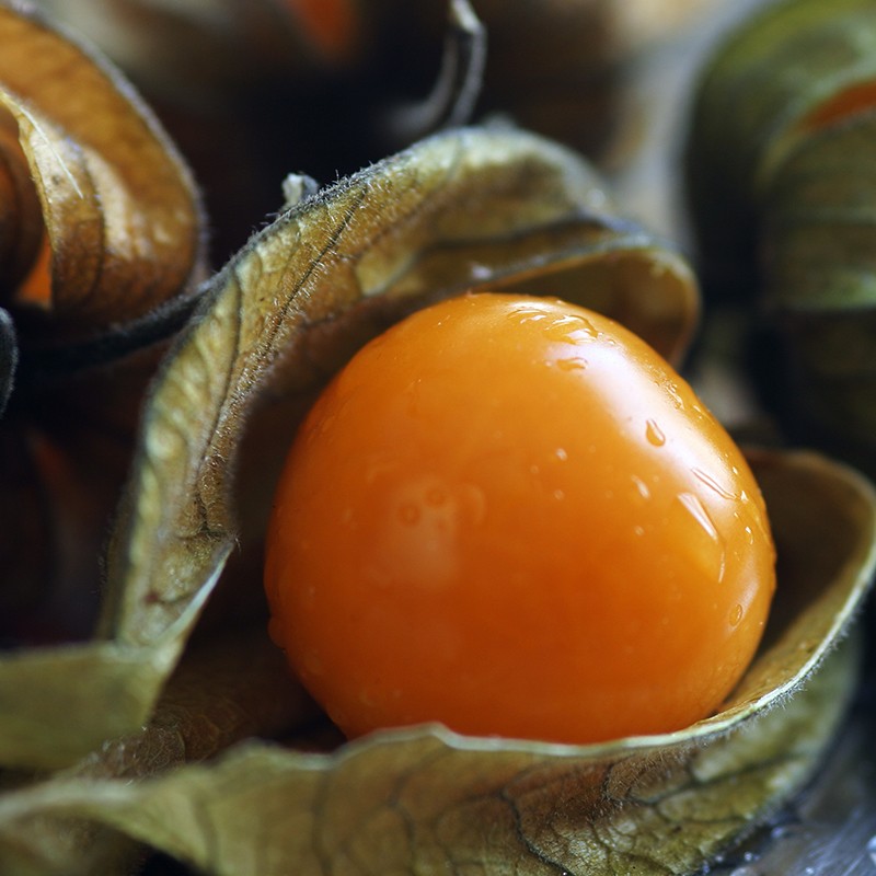 Kleine Ananaskers Physalis pruinosa