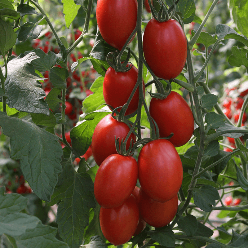 Pruimtomaat Bolstar Sensatica F1 – Solanum lycopersicum 