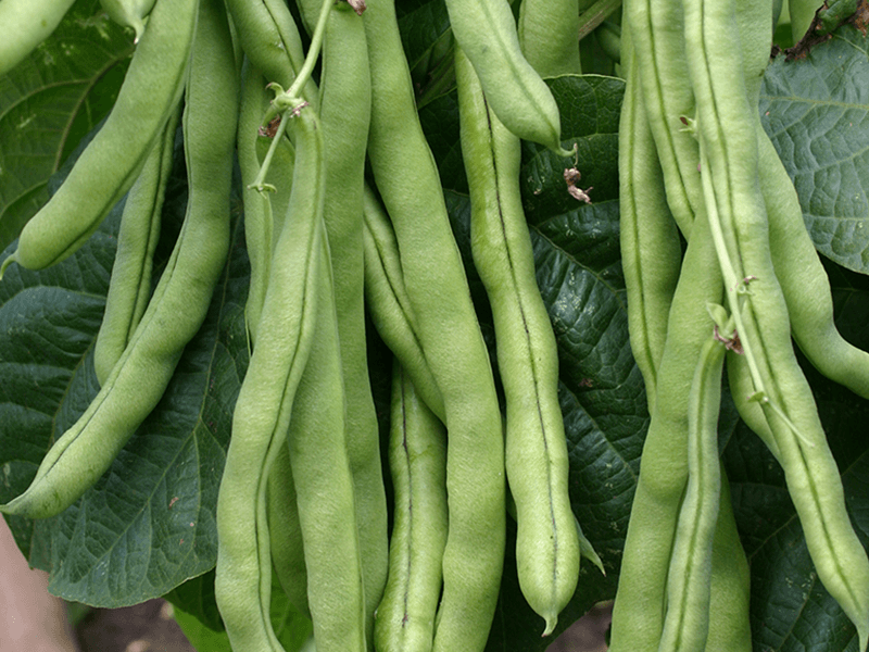 Stokslaboon Neckarkoningin  Phaseolus vulgaris  