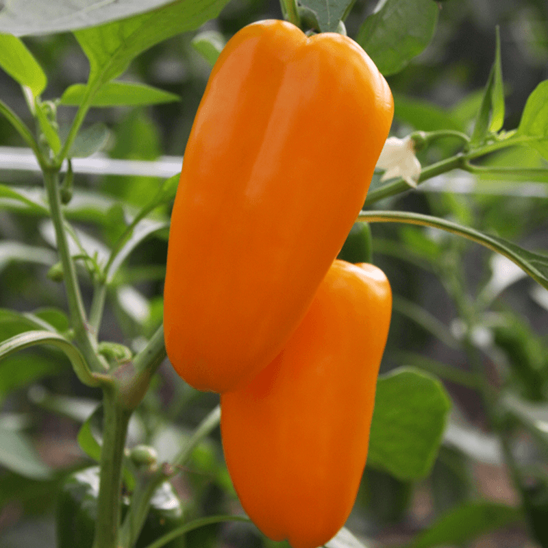 Snackpaprika Radja   Capsicum annuum 