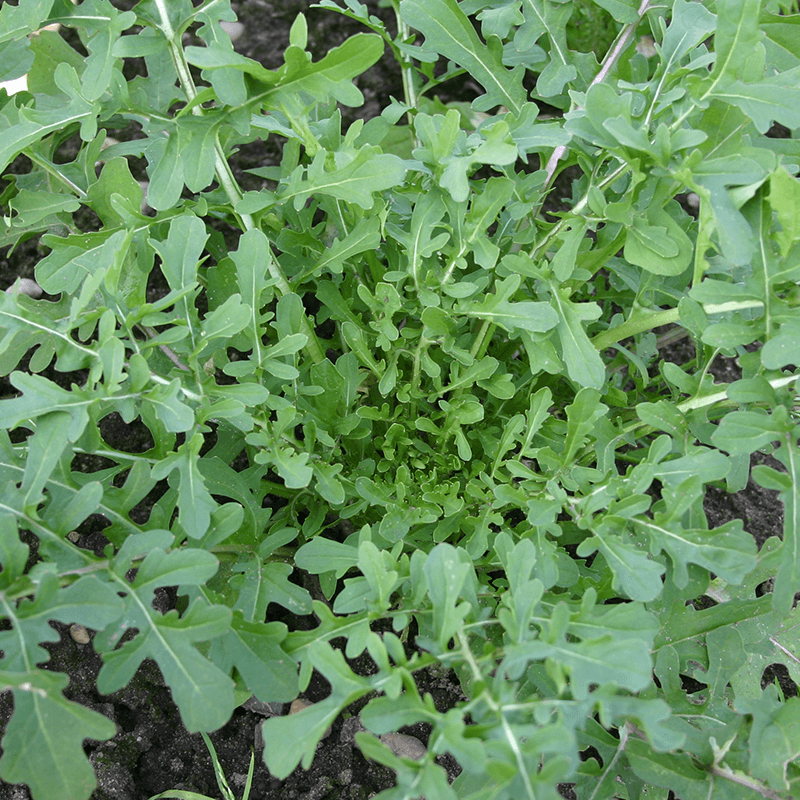 Rucola Coltivata Esmee  Eruca sativa