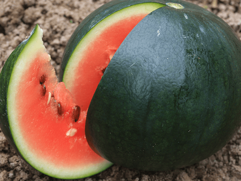 Watermeloen  Sugar baby Citrullus lanatus
