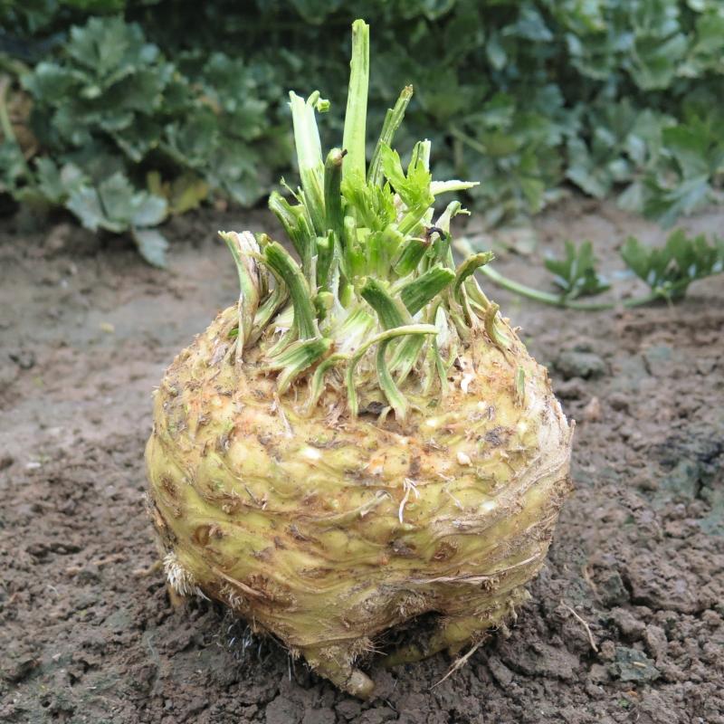 Knolselderij Yara F1 – Apium graveolens