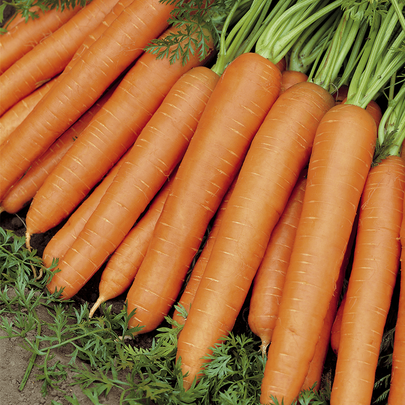 Zomerwortel Nantes 2  Daucus carota sativus 