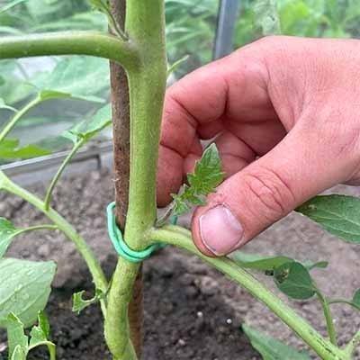 belangrijke termen moestuin teelt