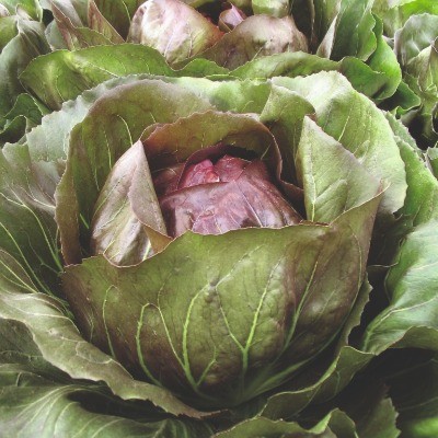 Radicchio Rosso ‘Leonardo F1’