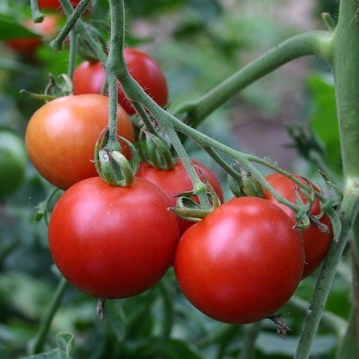 Tomaten verzorgen
