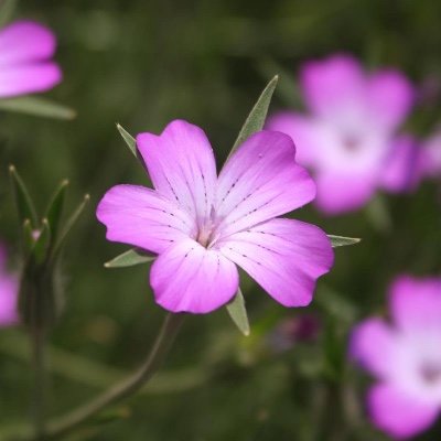 Herfstbloemen