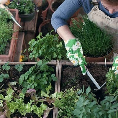 moestuinieren zonder tuin