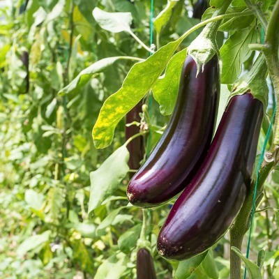 aubergine oogsten