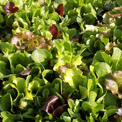 Mesclun in augustus