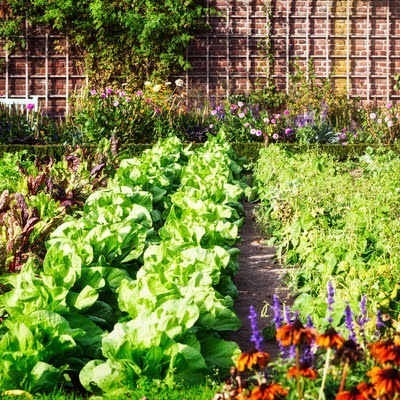 combinatieteelt in de moestuin goede en slechte buren