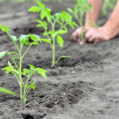 Goede voornemens in de moestuin