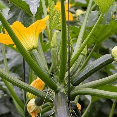 Courgetteplant