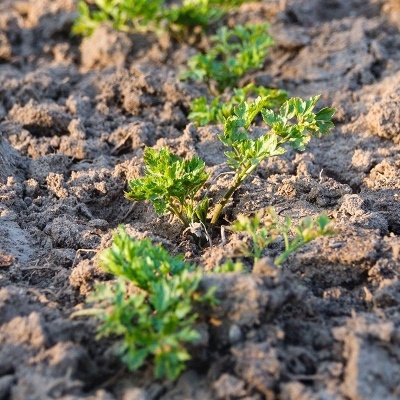 droogte in de moestuin