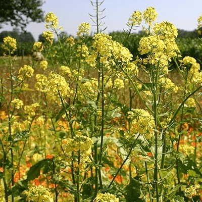 groenbemesters telen