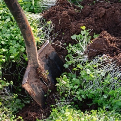 Groenbemesters zaaien in de zomer