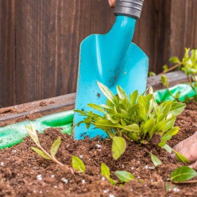 Zelf groente verbouwen in een kleine tuin