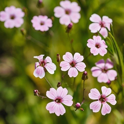 De voor- en nadelen van eenjarige bloemen