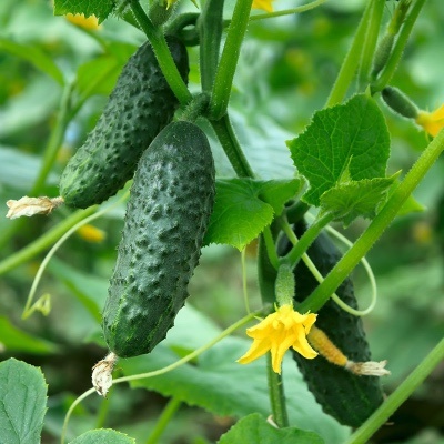 komkommer oogsten