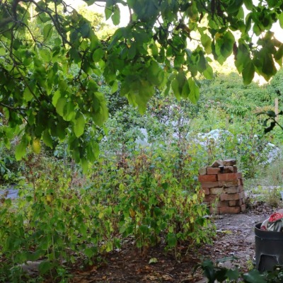 Moestuin in de schaduw