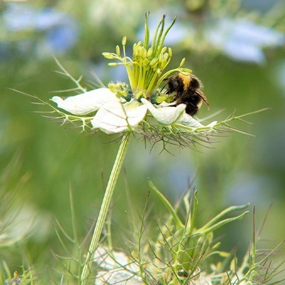 Bloemen voor bijen en vlinders