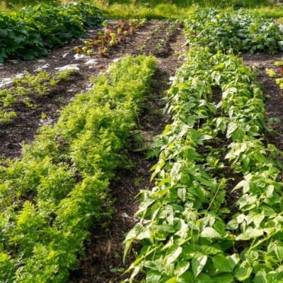 Permacultuur moestuin