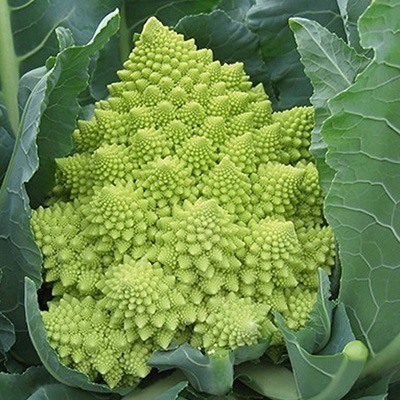 Romanesco 'Veronica F1'