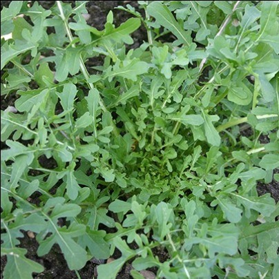 Rucola telen