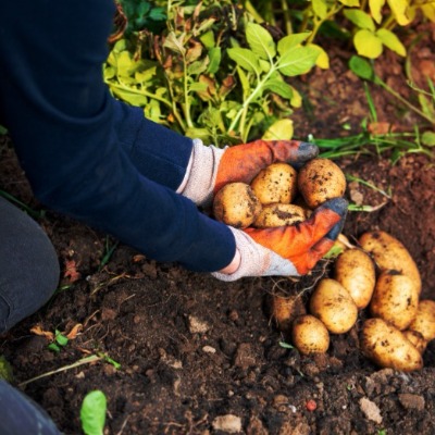 Zo bespaar je geld met een moestuin