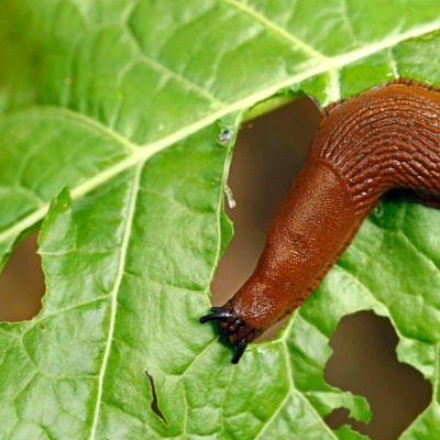 Planten tegen ongedierte in de moestuin