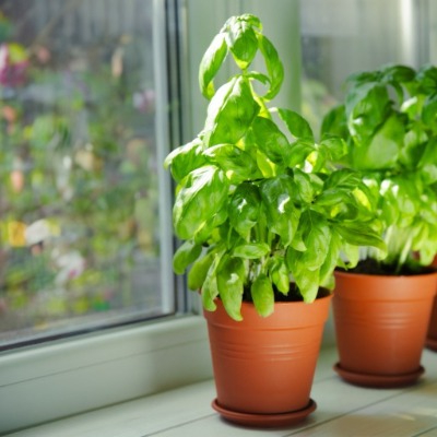 Kruiden in potten kweken