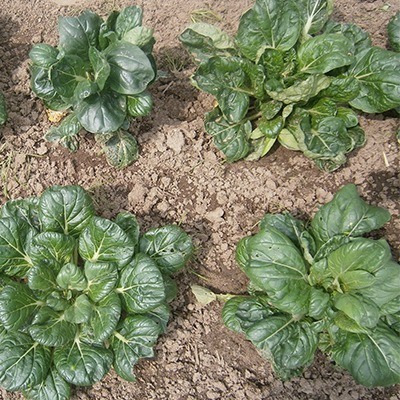 Tatsoi planten