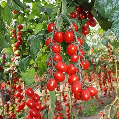 Tomatenplant ondersteuning