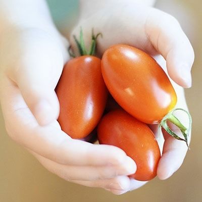 Tomaten oogsten