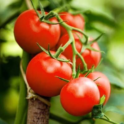 tomatenplant toppen