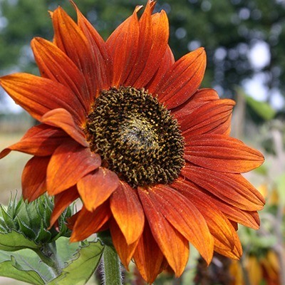 Bloemen voor bijen en vlinders