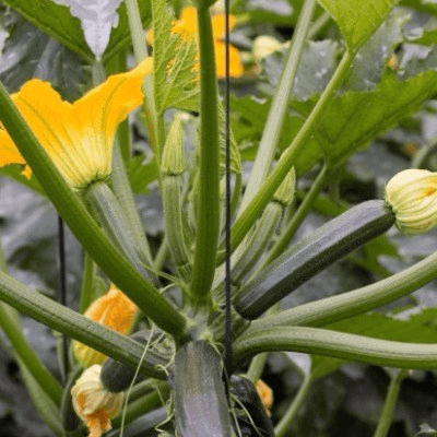 Moestuin in je vakantie