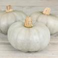 Pompoen 'Leckør F1' – Cucurbita maxima // GRATIS ZAKJE