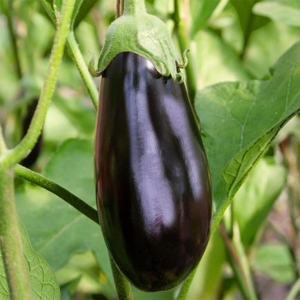 Aubergine Rembrandt F1 – Solanum melongena
