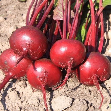 Rode biet Egyptische platronde